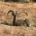 Big Horn Sheep laying down on the desert trail