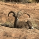 Big Horn Sheep laying down on the desert trail