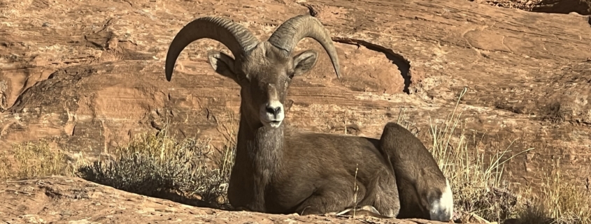 Big Horn Sheep laying down on the desert trail
