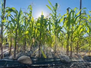 corn growing about three feet tall