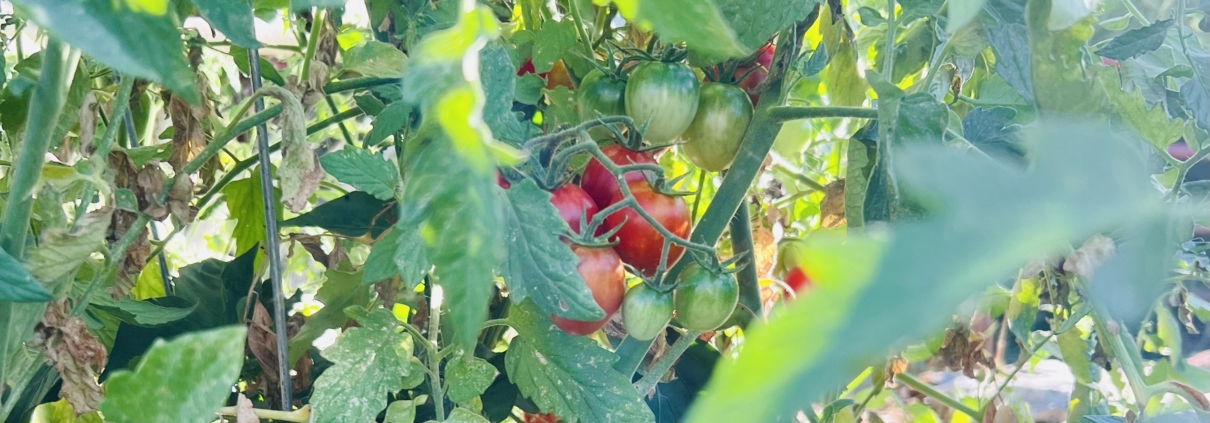 Crop of red and green tomatoes up close