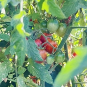 Crop of red and green tomatoes up close