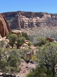 Big Horn Sheep in the brush at the base of a cliff
