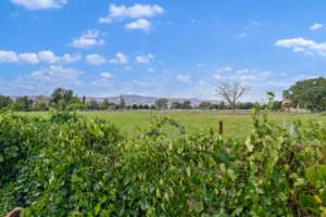 2324 I Road Land For Sale, showing grapevine