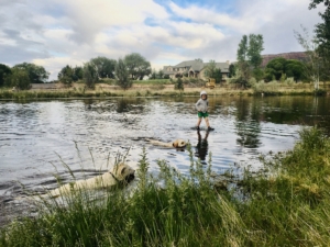 irrigation pond flooded shows boy and dogs swimming in it